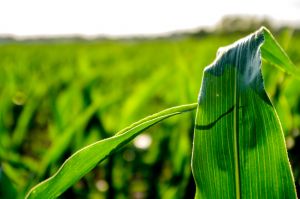 Ecosystem Services Market Consortium, ICGA, ADM and Growmark Launch Pilot for IL Farmers