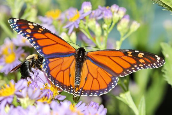 IL Ag Coalition Submits Statewide Monarch Conservation Efforts