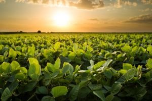 Dicamba Registration Pulled by Ninth Circuit Court