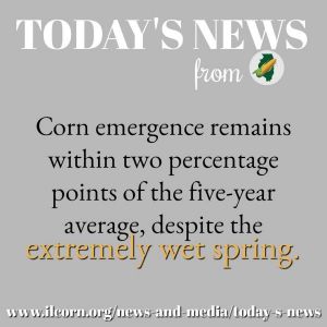 CORN CROP ISN’T AS FAR BEHIND AS YOU MIGHT THINK