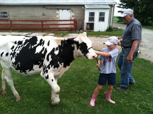 little girl pulling a dairy cow on a farm