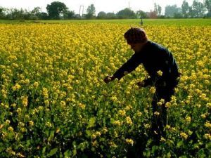 INDIA ACCEPTING GM FOOD CROPS