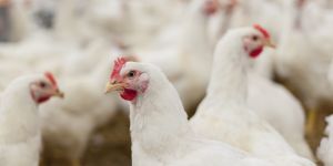 CELEBRATE WORLD EGG DAY, GET TO KNOW YOUR POULTRY CUSTOMERS