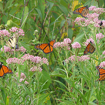 KEEP THE POLLINATOR AND MONARCH BUTTERFLY ISSUE ON YOUR RADAR